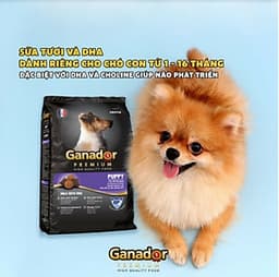 Combo 5 gói thức ăn cho chó con Ganador vị sữa & DHA Puppy Milk with DHA 400 gram