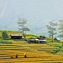 Tour 5N4Đ Hà Nội - Tú Lệ - Mù Cang Chải - Lai Châu - Điện Biên - Mộc Châu - Mai Châu, Khách Sạn 4 Sao, Khởi Hành Thứ 4 Hàng Tuần
