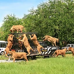 Vé Safari World Bangkok, Thái Lan - Package C: Safari Park + Marine Park + Show Thú