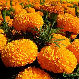 Bộ 1 gói Hạt giống hoa vạn thọ mỹ lùn màu cam- siêu hoa- hàng loại 1 -30 hạt
