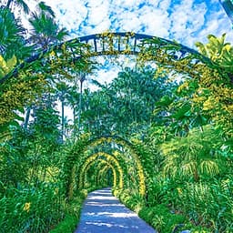 Vé Tham Quan Vườn Lan National Orchid Garden Ở Singapore