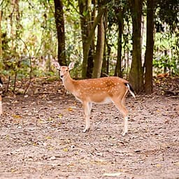 Vé Tham Quan Làng Voi Pattaya, Thái Lan - Một Giờ Trekking Cùng Voi (10: 30 - 11:30)