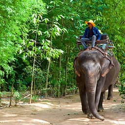 Vé Tham Quan Làng Voi Pattaya, Thái Lan - Một Giờ Trekking Cùng Voi (10: 30 - 11:30)