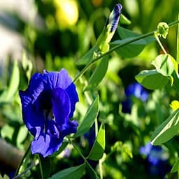 Gói 20 hat giống đậu biếc