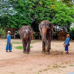 Vé Tham Quan Làng Voi Pattaya, Thái Lan - Một Giờ Trekking Cùng Voi (10: 30 - 11:30)