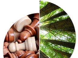 Cờ Vua Gỗ - Cờ Vua Cao Cấp - Đồ Chơi Bằng Gỗ Tự Nhiên