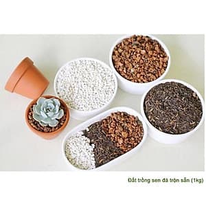 Đất trồng sen đá trộn sẵn-Trồng xương rồng, sen đá-Cung cấp đầy đủ chất dinh dưỡng cho cây trồng- (1kg)