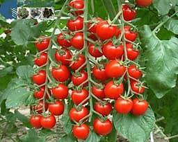 Hạt giống cà chua cherry F1- A6 0.5g