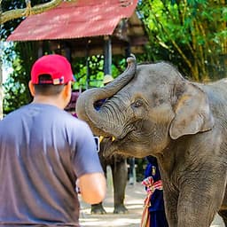 Vé Tham Quan Làng Voi Pattaya, Thái Lan - Một Giờ Trekking Cùng Voi (10: 30 - 11:30)