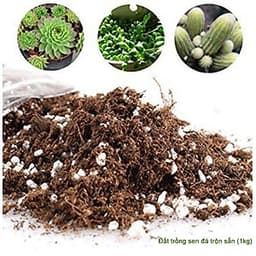 Đất trồng sen đá trộn sẵn-Trồng xương rồng, sen đá-Cung cấp đầy đủ chất dinh dưỡng cho cây trồng- (1kg)