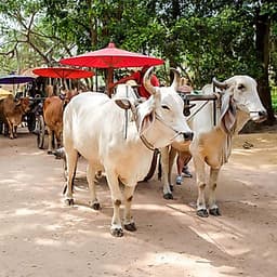Vé Tham Quan Làng Voi Pattaya, Thái Lan - Một Giờ Trekking Cùng Voi (10: 30 - 11:30)