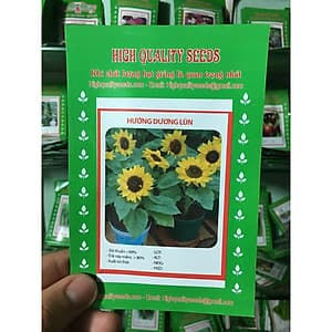 Hạt Giống Hoa Hướng Dương Lùn - Nảy Mầm Cực Chuẩn