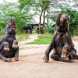 Vé Tham Quan Làng Voi Pattaya, Thái Lan - Một Giờ Trekking Cùng Voi (10: 30 - 11:30)