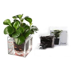 Bể Cá Kết Hợp Chậu Trồng Cây Đa Chức Năng