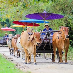 Vé Tham Quan Làng Voi Pattaya, Thái Lan - Một Giờ Trekking Cùng Voi (10: 30 - 11:30)