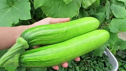 Hạt Giống Bí Ngòi Xanh F1 -Nảy Mầm Cực Chuẩn