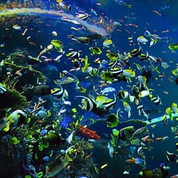 Vé Tham Quan Thủy Cung Sea Aquarium Singapore Tại Sentosa