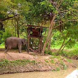 Vé Tham Quan Làng Voi Pattaya, Thái Lan - Một Giờ Trekking Cùng Voi (10: 30 - 11:30)