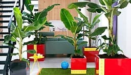 01 Gói Hạt Giống Chuối Mini - Nảy Mầm Cực Chuẩn