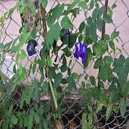 Gói 20 hat giống đậu biếc