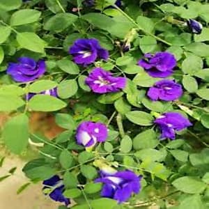 Gói 20 hat giống đậu biếc