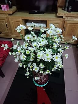 01 Gói Hạt Giống Cúc Họa Mi - Nảy Mầm Cực Chuẩn