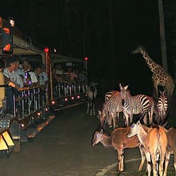 Vé Tham Quan Chiang Mai Night Safari, Thái Lan Ban Ngày (15:00 - 16:30)