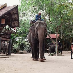 Vé Tham Quan Làng Voi Pattaya, Thái Lan - Một Giờ Trekking Cùng Voi (10: 30 - 11:30)