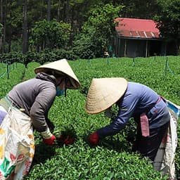 Trà Xanh Cầu Đất Dalat Farm - Phiên Bản Đặc Biệt Bà Tôi - Hộp 110Gr