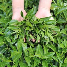 Trà Oolong Kim Tuyên Cầu Đất - Hộp 220Gr - Dalat Farm 