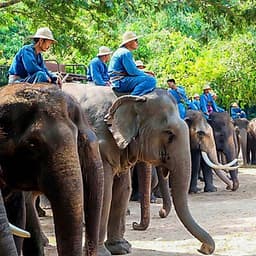 Vé Tham Quan Làng Voi Pattaya, Thái Lan - Một Giờ Trekking Cùng Voi (10: 30 - 11:30)