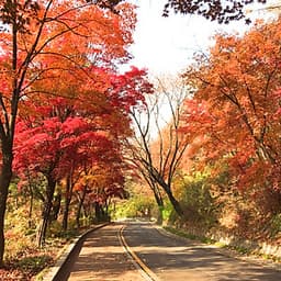 [HCM] Tour Hàn Quốc 4N4Đ: Seoul - Nami - Everland, Khởi Hành Tháng 03, 04, 05, 06 & Lễ 30/4