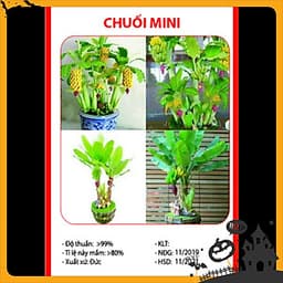 01 Gói Hạt Giống Chuối Mini - Nảy Mầm Cực Chuẩn