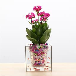 Bể Cá Kết Hợp Chậu Trồng Cây Đa Chức Năng