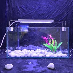 Bể cá mini để bàn combo Hồ 30x13x15cm