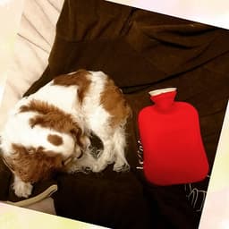 Túi chườm nóng lạnh Fashy Đức dòng bọc lông cừu phù hợp cho người lớn