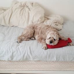 Túi chườm nóng lạnh Fashy Đức dòng bọc lông cừu phù hợp cho người lớn