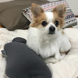 Túi chườm nóng lạnh Fashy Đức dòng bọc lông cừu phù hợp cho người lớn