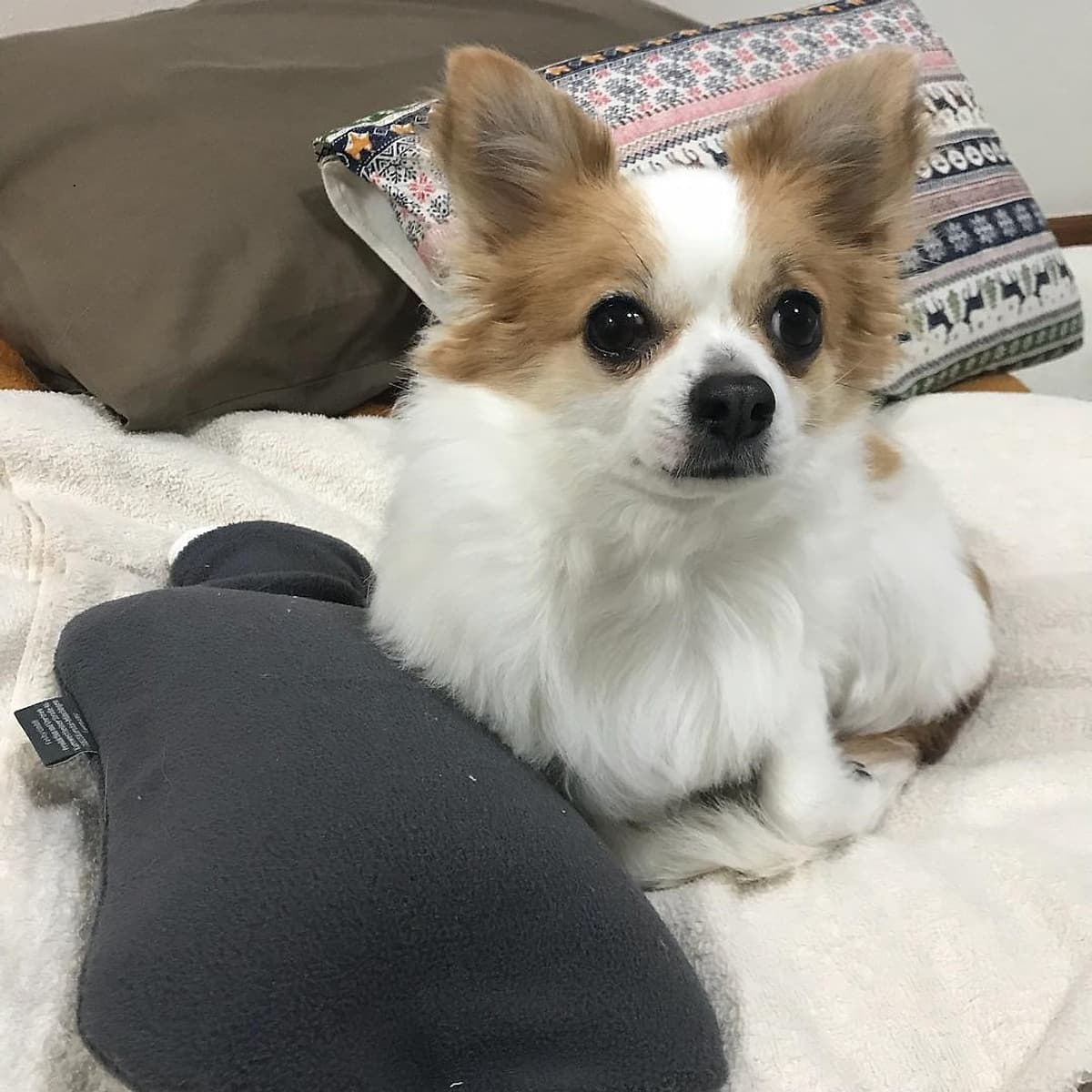 Túi chườm nóng lạnh Fashy Đức dòng bọc lông cừu phù hợp cho người lớn