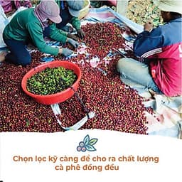 Cà Phê Phin Cầu Đất (Arabica & Robusta) Rang Xay Mộc Sạch Nguyên Chất Chuẩn Gu Người Việt - Túi 250Gr (Dạng Bột)