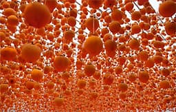 Hồng treo gió Đà lạt 500g - Đặc sản Ngon lành