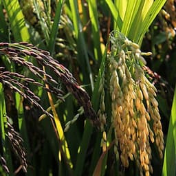 Gạo Lứt Tím Than Túi 1Kg - Gạo Ông Thọ - Thơm mềm dẻo, tốt cho sức khỏe